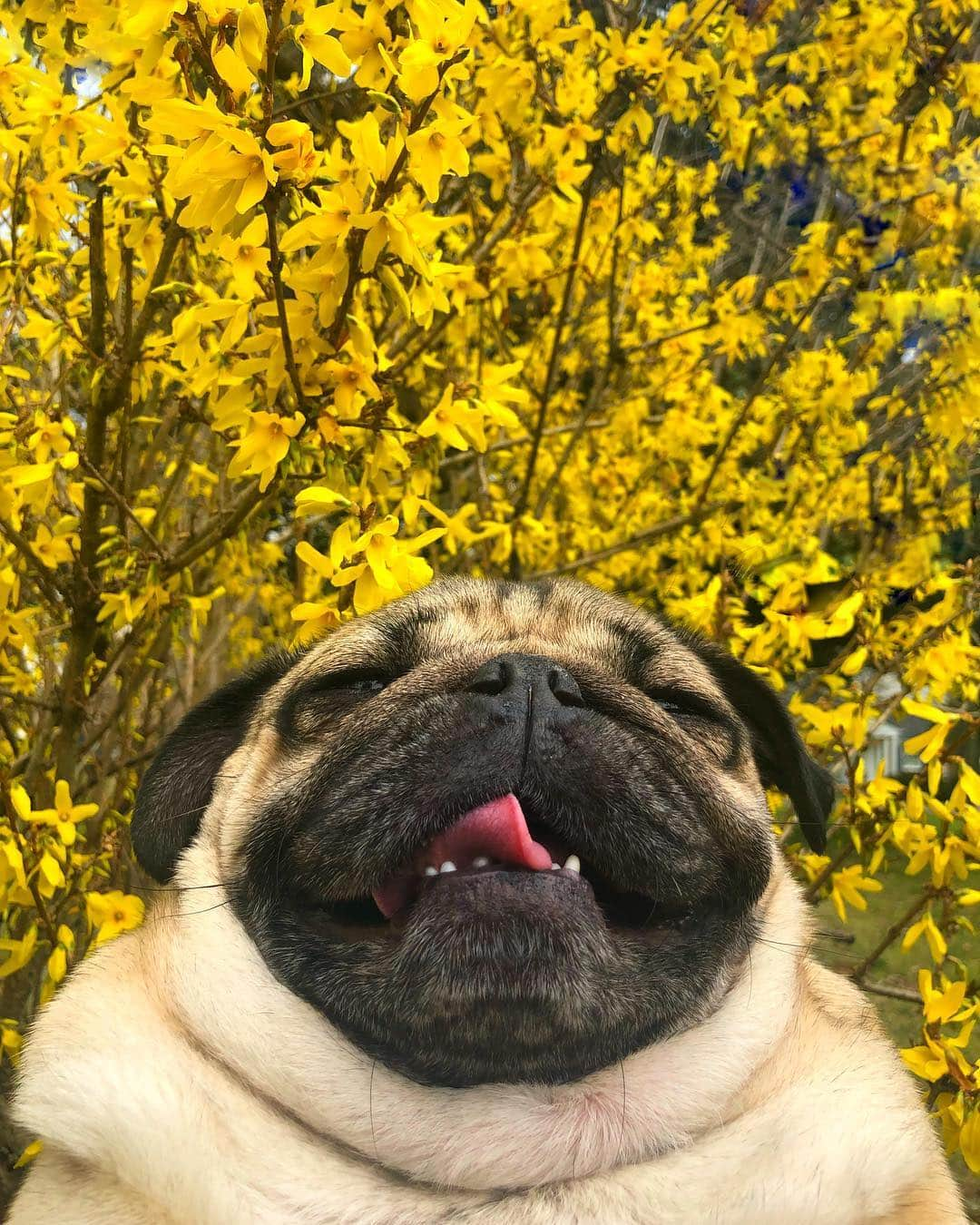 itsdougthepugさんのインスタグラム写真 - (itsdougthepugInstagram)「“‪Have u ever seen a happier thumb‬” -Doug」3月16日 0時48分 - itsdougthepug