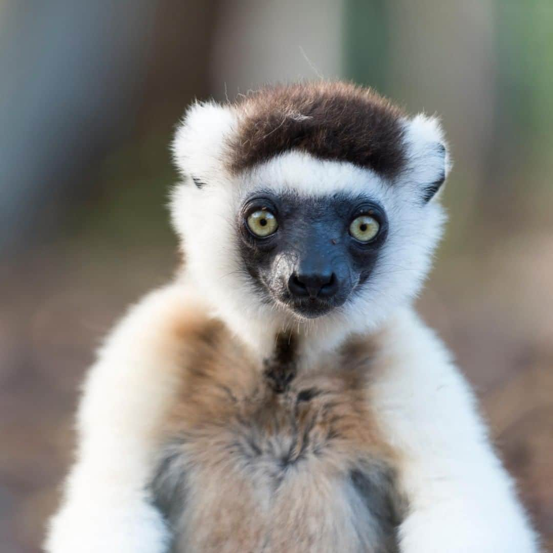 アニマルプラネットさんのインスタグラム写真 - (アニマルプラネットInstagram)「The Verreaux Sifaka is named after the call it makes. These cute lemurs have incredibly powerful legs. They can jump up to 30 feet between treetops! Besides launching themselves leaps and bounds, these amazing animals can stand up on their hind legs. . . . . . . . #animalsofinstagram #animalplanet #animaloftheday #wild #wildlife #outdoors #animals #wildanimals #conservation #nature #animallovers #instanature #wildgeography #lemur #VerreauxSifaka」3月16日 1時00分 - animalplanet