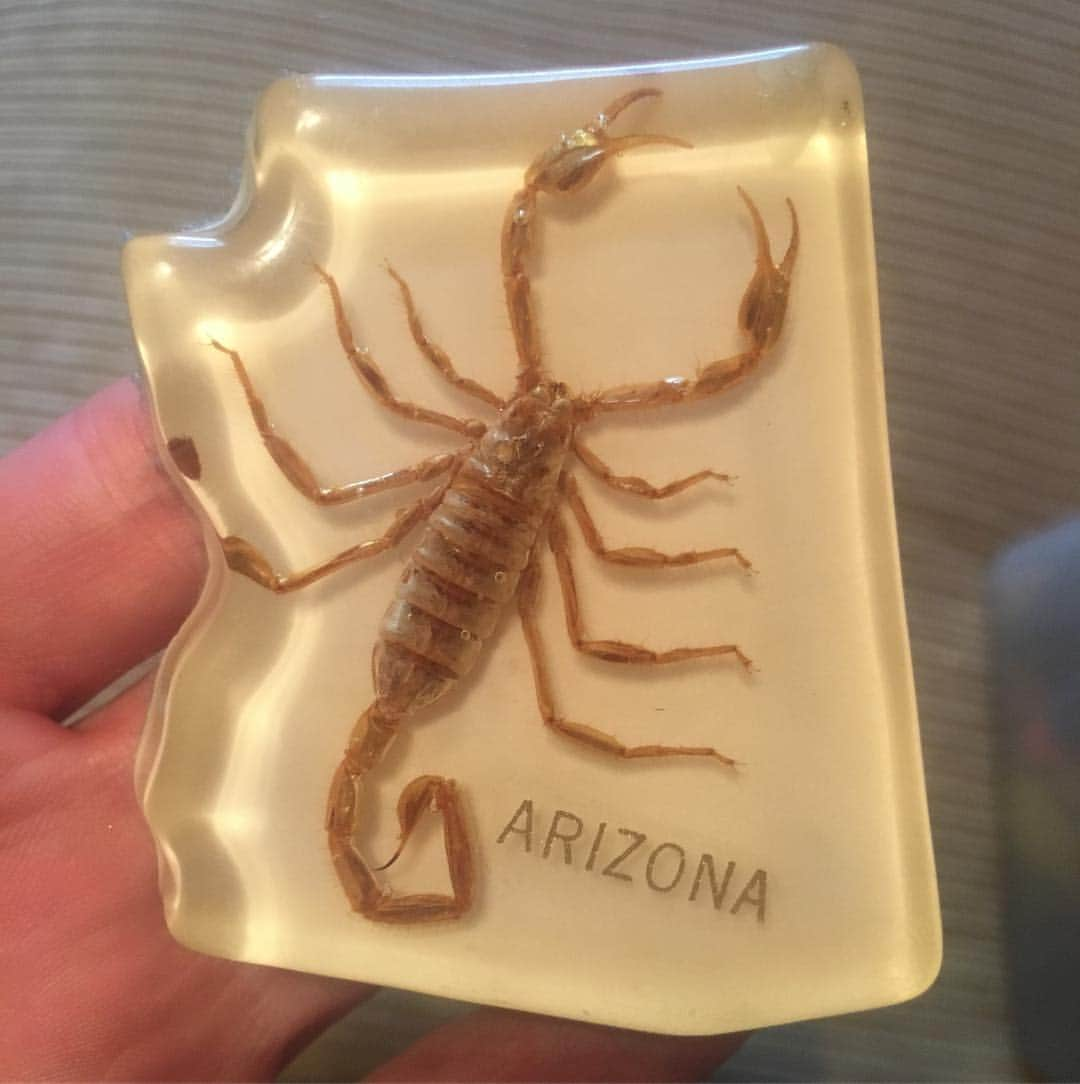 アウル・シティーさんのインスタグラム写真 - (アウル・シティーInstagram)「Sunburns on shoulders and hikes in Sedona I do not tan but I love Arizona Large spiny cacti and scorpion stings These are a few of my favorite thiiiiiiings #arizona」3月16日 1時01分 - owlcityofficial