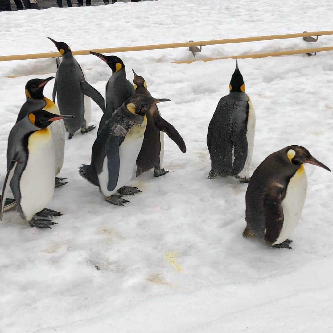 ンダホさんのインスタグラム写真 - (ンダホInstagram)「こないだみた 見たペンギンが可愛すぎた🐧🐧🐧🐧🐧🐧🐧🐧」3月16日 1時47分 - ndaho.fischers