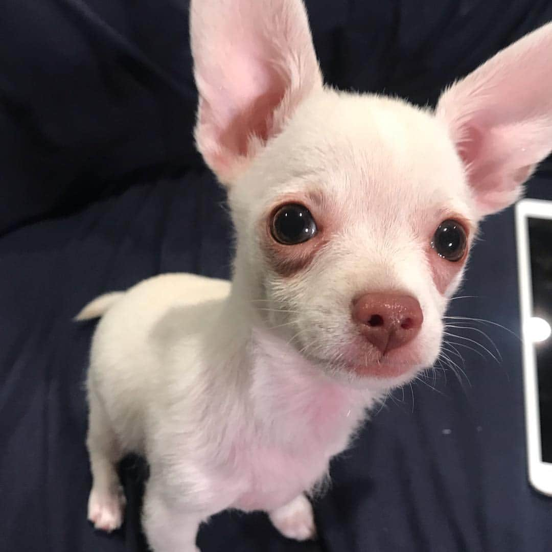 マーガレット・チョーさんのインスタグラム写真 - (マーガレット・チョーInstagram)「Her ears are up! Lucia!!!!! #dogsofinstagram #puppy #doggo」3月16日 1時57分 - margaret_cho