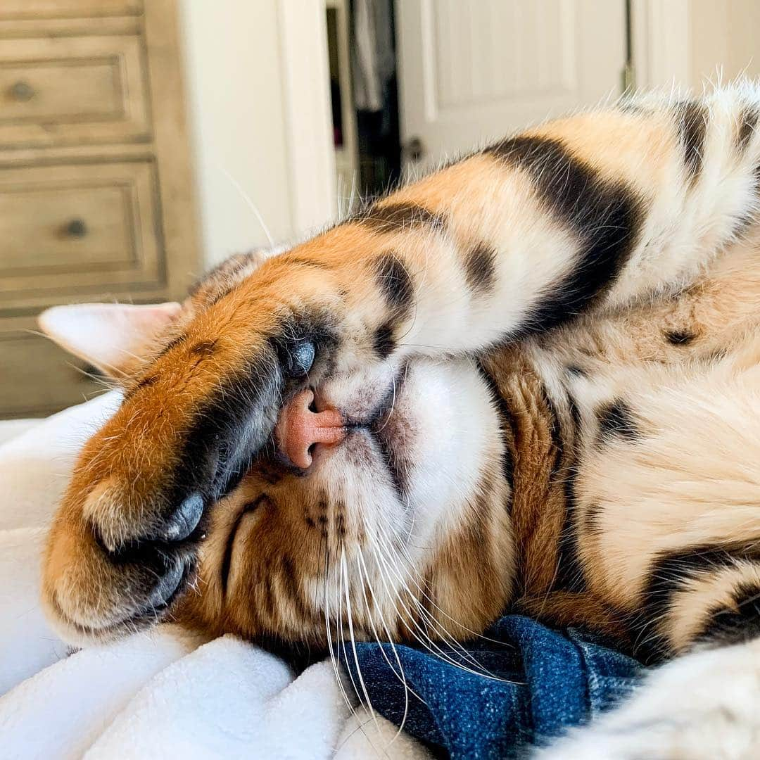 Bensonさんのインスタグラム写真 - (BensonInstagram)「Wake me up when it’s Caturday.」3月16日 2時12分 - bensonthebengal