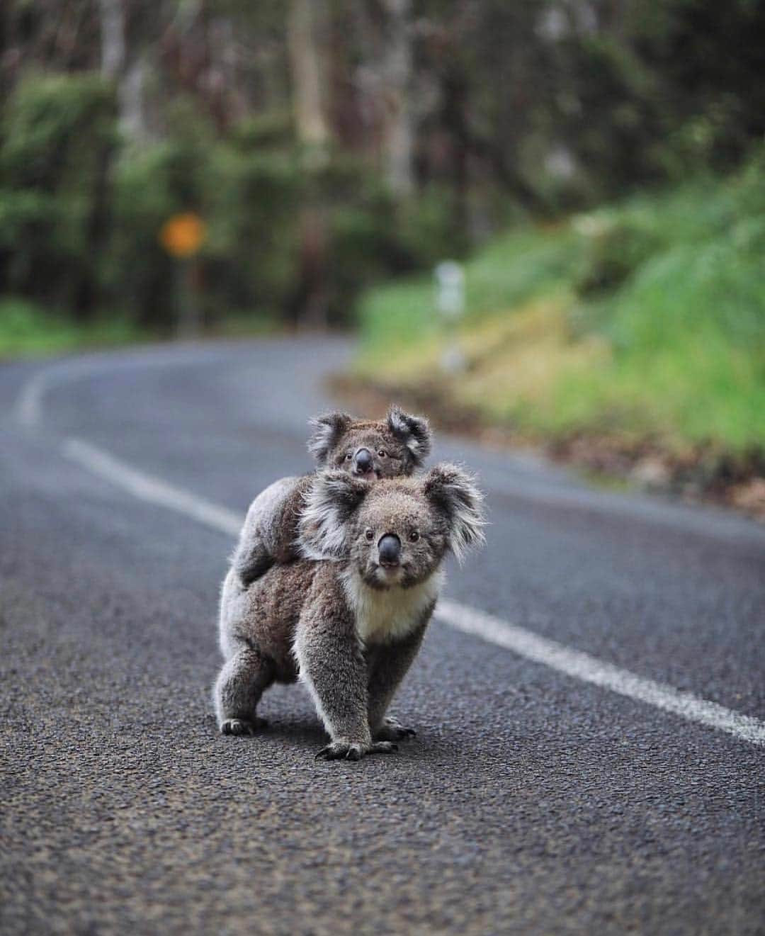 Earth Picsさんのインスタグラム写真 - (Earth PicsInstagram)「Carry me there 🐨 by: @olmospatricia」3月16日 2時28分 - earthpix