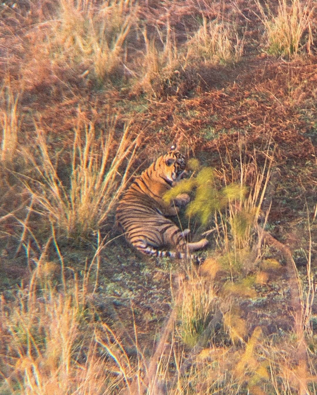 Inka Williamsさんのインスタグラム写真 - (Inka WilliamsInstagram)「Swipe to see Yesterday‘s large felines through my binoculars 🕵🏽‍♀️🐅 we got so lucky we saw 3 tigers at once 💛」3月16日 2時23分 - inkawilliams