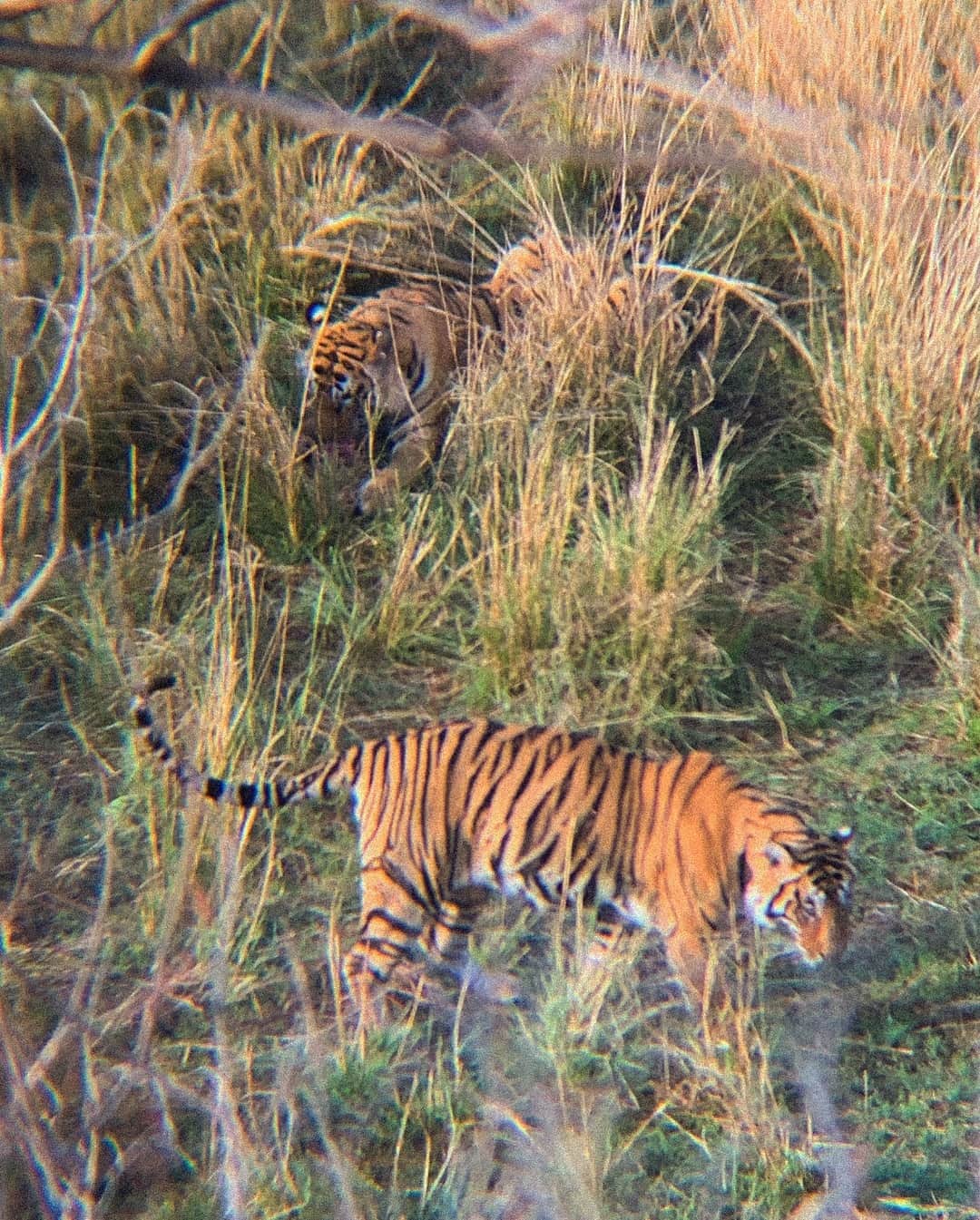 Inka Williamsさんのインスタグラム写真 - (Inka WilliamsInstagram)「Swipe to see Yesterday‘s large felines through my binoculars 🕵🏽‍♀️🐅 we got so lucky we saw 3 tigers at once 💛」3月16日 2時23分 - inkawilliams