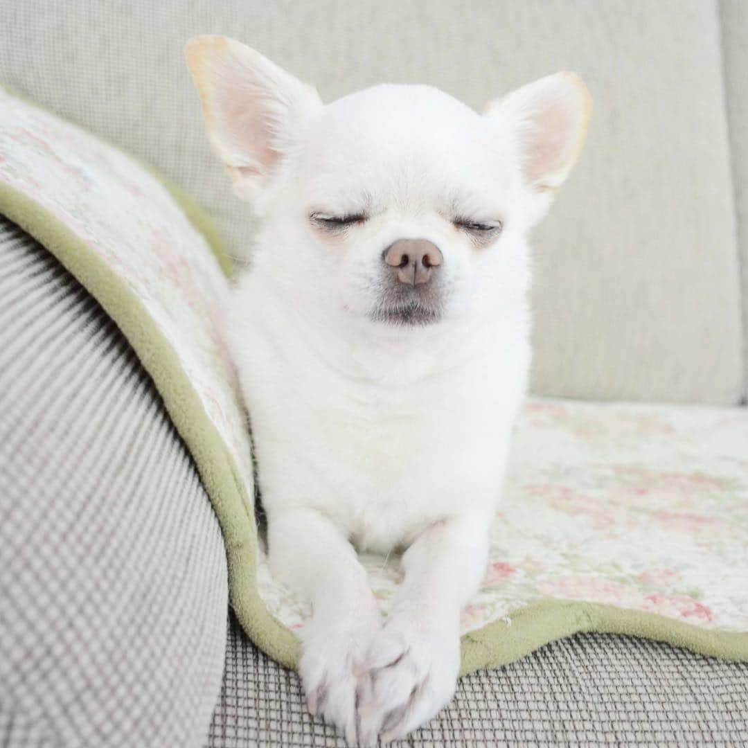 KORIKIさんのインスタグラム写真 - (KORIKIInstagram)「おはようございます♪ * #瞑想中 #dogofsapporo #dog, #dogs, #dogstagram,#chihuahua,#犬バカ部,#チワワ,#koriki, #hanadog #白スムチ連合会, #スムチー,  #dogofthedayjp, #dogoftheday  #ilovemydog #instadog #instapet #WhiteChihuahua  #吉娃娃 #치와와  #dogsofinstagram #Chihuahualover  #チワワの輪 #barkbox #WhiteChihuahuaParty #もふもふモフモフ」3月16日 8時08分 - koriki_dog