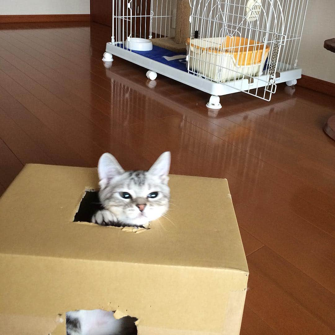 Alain アランさんのインスタグラム写真 - (Alain アランInstagram)「Good morning! Bonjour! Happy Caturday! Baby Alain. I was about 3.5 months old. Playing hard! * おはようございます。 土曜日は蔵出しアラン！ アランの子猫時代の写真をお見せしています。 生後3ヶ月半のベビーアラン。ダンボール箱に穴を開けたオモチャでたくさん遊んだよ！ ピントが後ろに合っちゃってるけど、かわいいアラン❤️ * #babyalain #catstagram #cat_features  #topcatphoto #cutepetclub #catsofinstagram #ig_catclub #cats_of_world #meowsandwoofs #meowvswoof#nc_cuties #excellent_cats #catstocker  #bestmeow #magnificenteowdels#bestcats_oftheworld#INSTACAT_MEOWS #peco #スタペグラム#ペピ友#animalsco#mofmo#igersjp#みんねこ#ふわもこ部#ペコねこ部 #アメショー#」3月16日 8時02分 - alain_cat