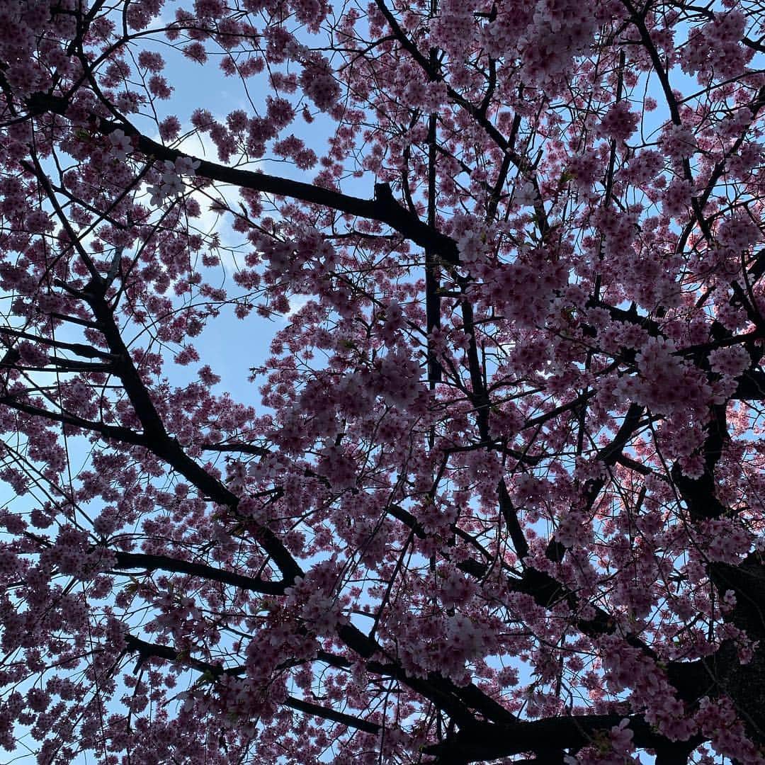 のインスタグラム：「なんていう種類だろう もう桜❤️ この季節がきた！！！！！ お花見したい！！！ #桜#お花見#cherryblossom  #春#花粉症は嫌」