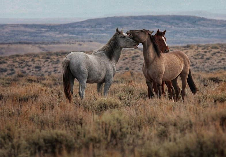 thephotosocietyさんのインスタグラム写真 - (thephotosocietyInstagram)「Photo by @melissafarlow | Bachelor band of wild horses-so curious. Some herds are approachable but you still have to respect their space. I always want to get close but it’s a delicate dance because I don’t want to disturb them. So cool to watch these guys who are like playful teenagers hanging out. If you love these beasts you need to speak up and help protect them in the American west. They are a political football and although federally protected, its complicated but they are in the way of resource extraction. We need to find solutions and places for them to continue to roam free. @natgeo @natgeoimagecollection @natgeofineart @wildhorsephotos  #wildhorses #horses #mustangs #sandwashbasin #colorado」3月16日 3時02分 - thephotosociety