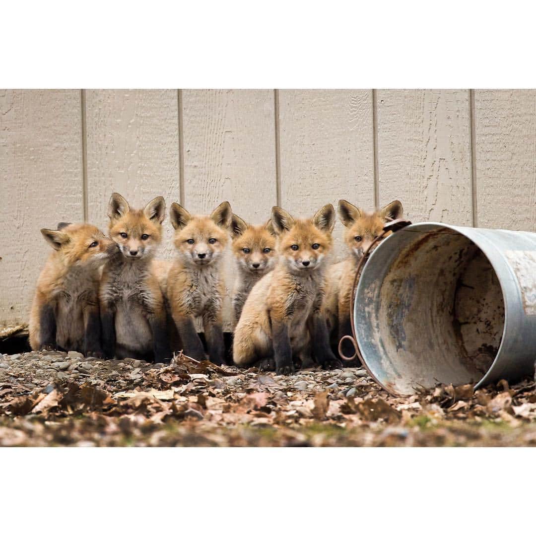 National Geographic Creativeさんのインスタグラム写真 - (National Geographic CreativeInstagram)「What's your favorite photo? Check out what caught our eye in this week's selection of #WhatWeLiked from the Image Collection editors | #LionCub by @kengeiger | #RedFox by @melissagroo | #Woman by @amytoensing | #SandCastle by @renan_ozturk」3月16日 3時11分 - natgeointhefield