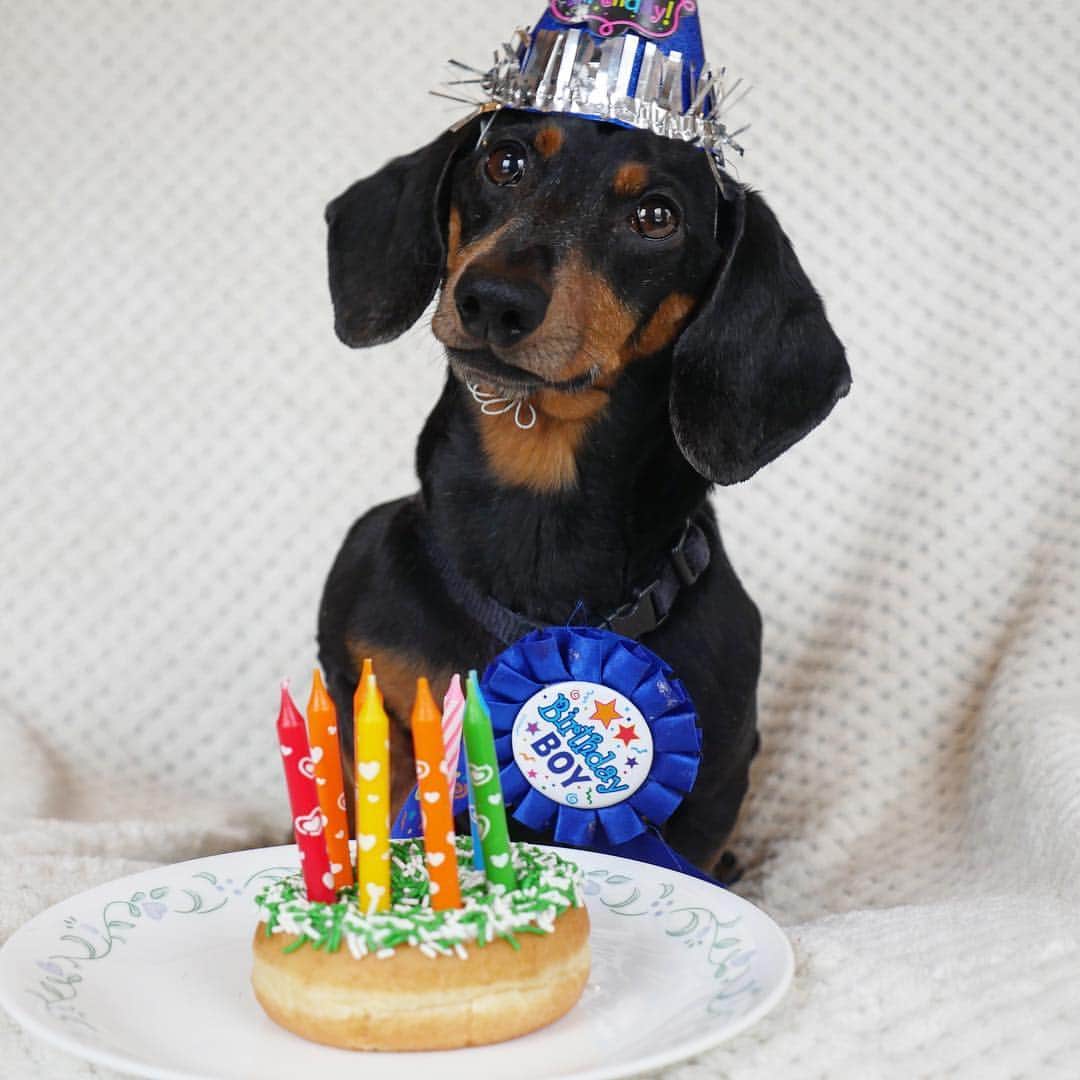 Crusoe the Celebrity Dachshundさんのインスタグラム写真 - (Crusoe the Celebrity DachshundInstagram)「“Oakley says thank you to those who wished him happy birthday today and those who sent him some of his very own fan mail! He’s going to make a little video himself of his unboxing that we’ll release in a week or so!” ~ Crusoe」3月16日 3時18分 - crusoe_dachshund