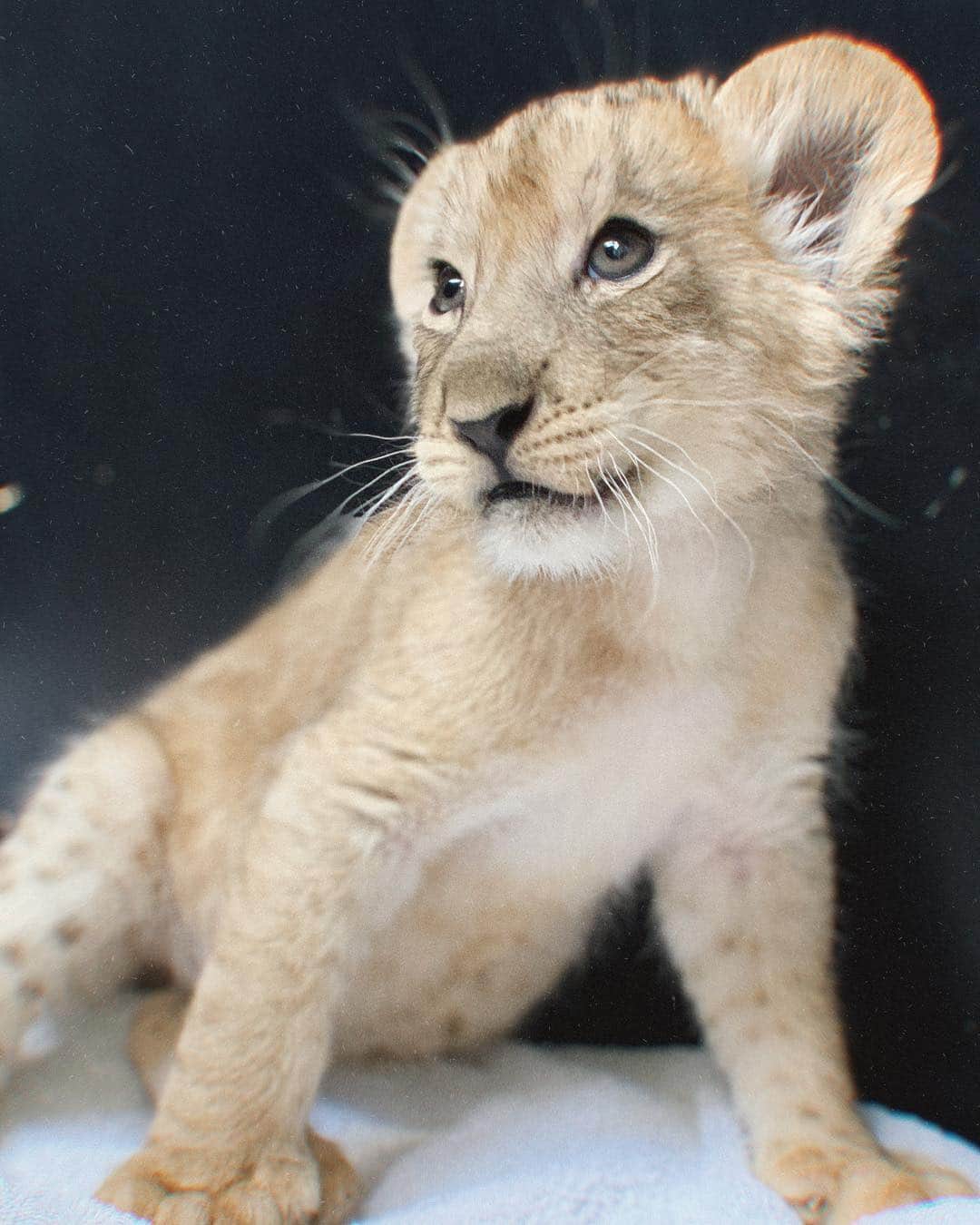 ナタリー・ジェーン・ローザーさんのインスタグラム写真 - (ナタリー・ジェーン・ローザーInstagram)「Was lucky enough to visit @blackjaguarwhitetiger to learn about their rescue activities with little cubs like this. It’s crazy to hear that in Mexico you can purchase a tiger for $2000, and then people just change their minds or come to realize they’re not capable of caring for these wild animals. This is one of the many ways @blackjaguarwhitetiger end up with their animals. They can come in injured or poorly treated, with no experience living in the wild. @blackjaguarwhitetiger offer these precious guys a sanctuary where they are safe from preforming or being hurt. These cubs are 3 weeks old and already so big! But just oh so cute! They’re being fed and watched (and loved) until they’re big enough to go to the acreage with other lions and tigers 🐅 Thank you for teaching me about these incredible and powerful animals @blackjaguarwhitetiger ❤️ swipe for cuteness ❤️ #savelions」3月16日 3時43分 - natalie_roser