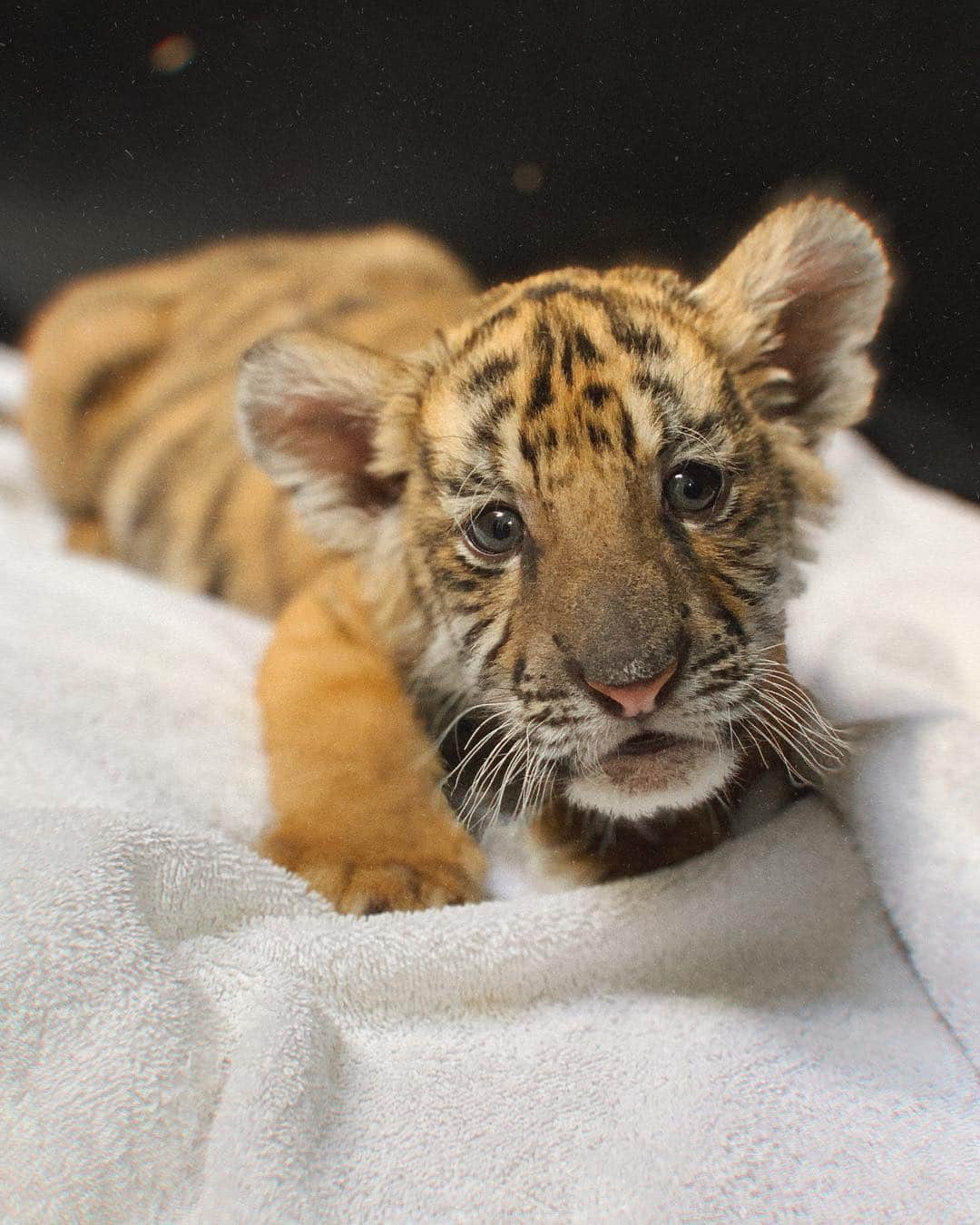 ナタリー・ジェーン・ローザーさんのインスタグラム写真 - (ナタリー・ジェーン・ローザーInstagram)「Was lucky enough to visit @blackjaguarwhitetiger to learn about their rescue activities with little cubs like this. It’s crazy to hear that in Mexico you can purchase a tiger for $2000, and then people just change their minds or come to realize they’re not capable of caring for these wild animals. This is one of the many ways @blackjaguarwhitetiger end up with their animals. They can come in injured or poorly treated, with no experience living in the wild. @blackjaguarwhitetiger offer these precious guys a sanctuary where they are safe from preforming or being hurt. These cubs are 3 weeks old and already so big! But just oh so cute! They’re being fed and watched (and loved) until they’re big enough to go to the acreage with other lions and tigers 🐅 Thank you for teaching me about these incredible and powerful animals @blackjaguarwhitetiger ❤️ swipe for cuteness ❤️ #savelions」3月16日 3時43分 - natalie_roser