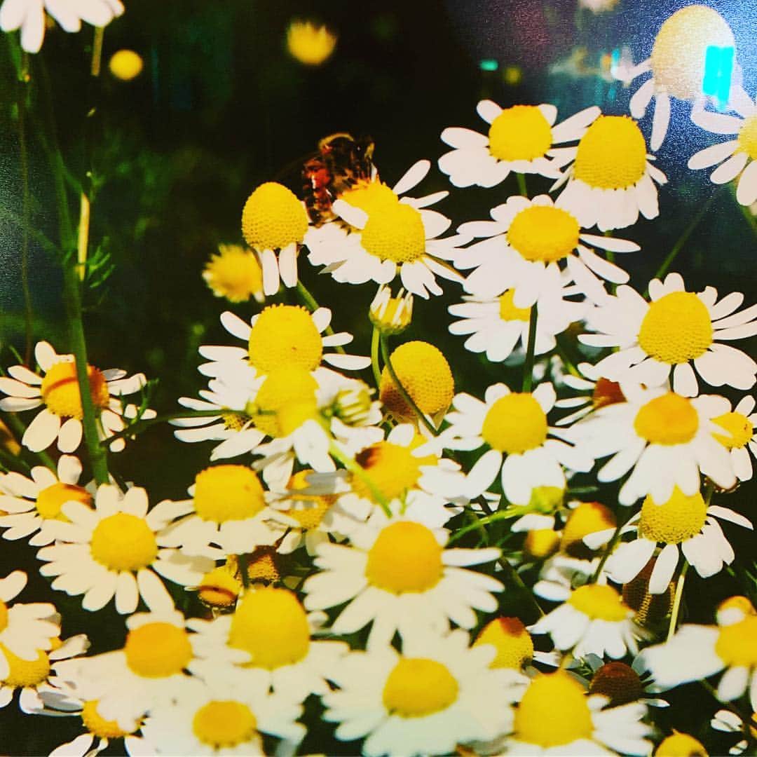 ローリー・リン・スタークさんのインスタグラム写真 - (ローリー・リン・スタークInstagram)「🐝hive found 🐝🐝removal process 🐝🐝🐝happy and safe 🐝🐝🐝🐝ready for new home and honey making  Call your local beekeeper if you have an active hive...🐝 conscious 💋」3月16日 4時12分 - laurielynnstark
