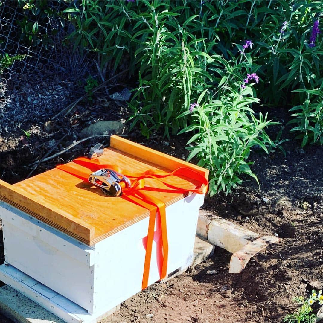 ローリー・リン・スタークさんのインスタグラム写真 - (ローリー・リン・スタークInstagram)「🐝hive found 🐝🐝removal process 🐝🐝🐝happy and safe 🐝🐝🐝🐝ready for new home and honey making  Call your local beekeeper if you have an active hive...🐝 conscious 💋」3月16日 4時12分 - laurielynnstark