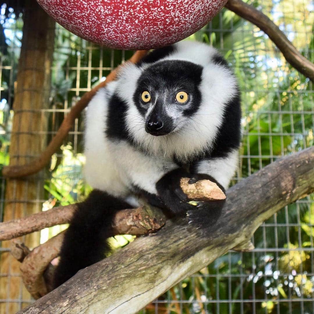 Zoological Wildlife Foundationさんのインスタグラム写真 - (Zoological Wildlife FoundationInstagram)「Tahiri’s eyes are quite intense❤️ #lemur #primate #zwfmiami #zwf #criticallyendangered」3月16日 5時08分 - zwfmiami