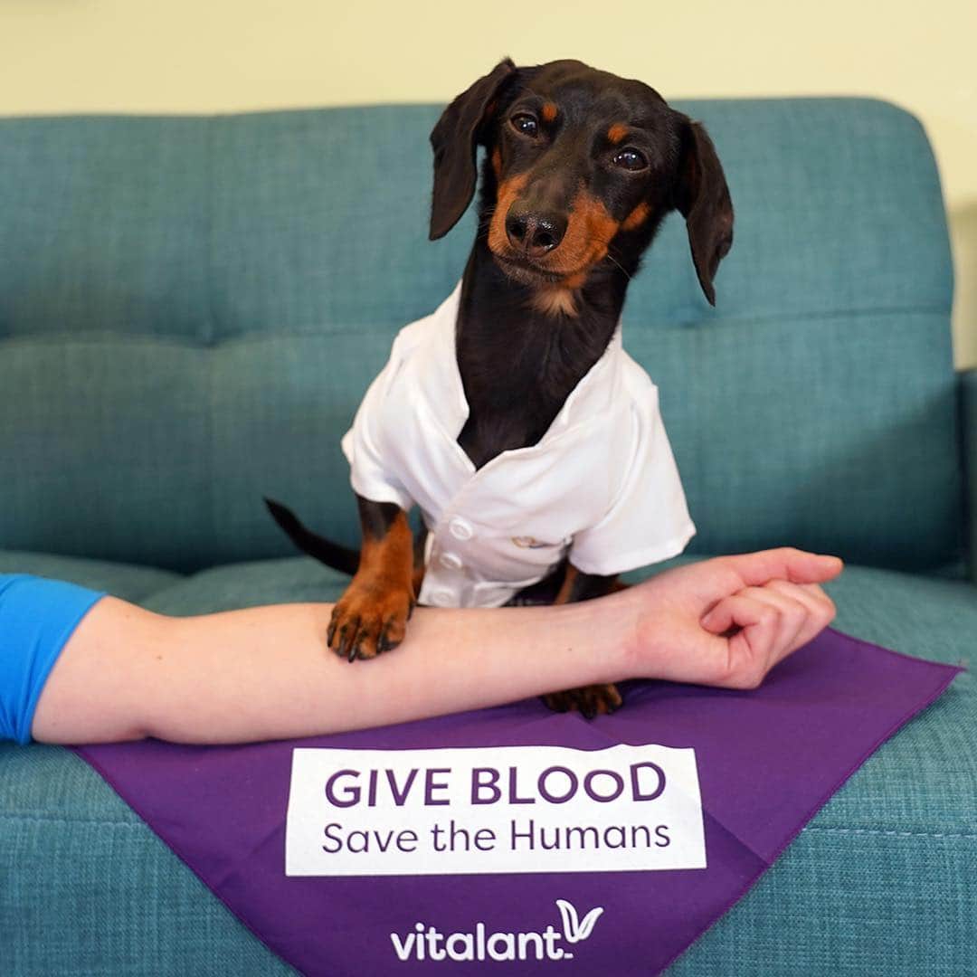 Crusoe the Celebrity Dachshundさんのインスタグラム写真 - (Crusoe the Celebrity DachshundInstagram)「"We love our humans as much as they love us. One pint of blood can save 3 people. Visit vitalant.org to see how you can help.  Happy to support @vitalantorg . #SaveTheHumans #Sponsored" ~ Crusoe」3月16日 5時37分 - crusoe_dachshund