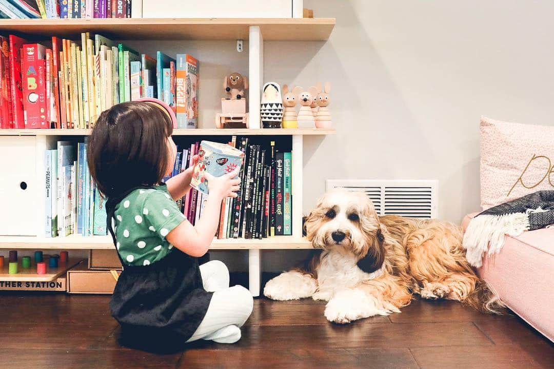 Buddy Boo Blueさんのインスタグラム写真 - (Buddy Boo BlueInstagram)「Benny is supposed to be a snow dog, but he likes to curl up by the heating vents. California has made him soft.」3月16日 5時39分 - buddyboowaggytails