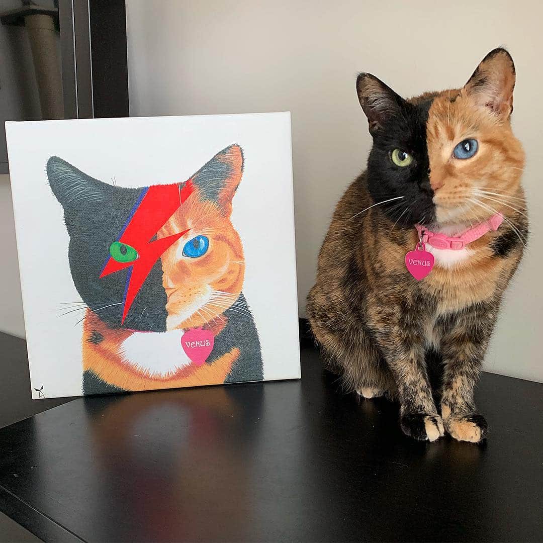 Venus Cat さんのインスタグラム写真 - (Venus Cat Instagram)「We ❤️ fan art!! This amazing painting is by @maxvonsanchez who sent us this David Bowie inspired painting which will be added to our dedicated fan art wall in our home (it’s a work in progress but we’ll share once the wall is done). 🏠  Follow @maxvonsanchez  to see more of his work and let him know if you’d like to have him do a painting for you. 🎨 🖌 Thank you Max!  If you have made fan art you want us to see please let us know by tagging this page and using #venusfanart . We choose features at random and will try to at least do a story shout out for all.😺 Have a great day everyone! 😺🐾 #venusfanart #painting #canvas #art #catart #bowie #davidbowie」3月16日 5時54分 - venustwofacecat