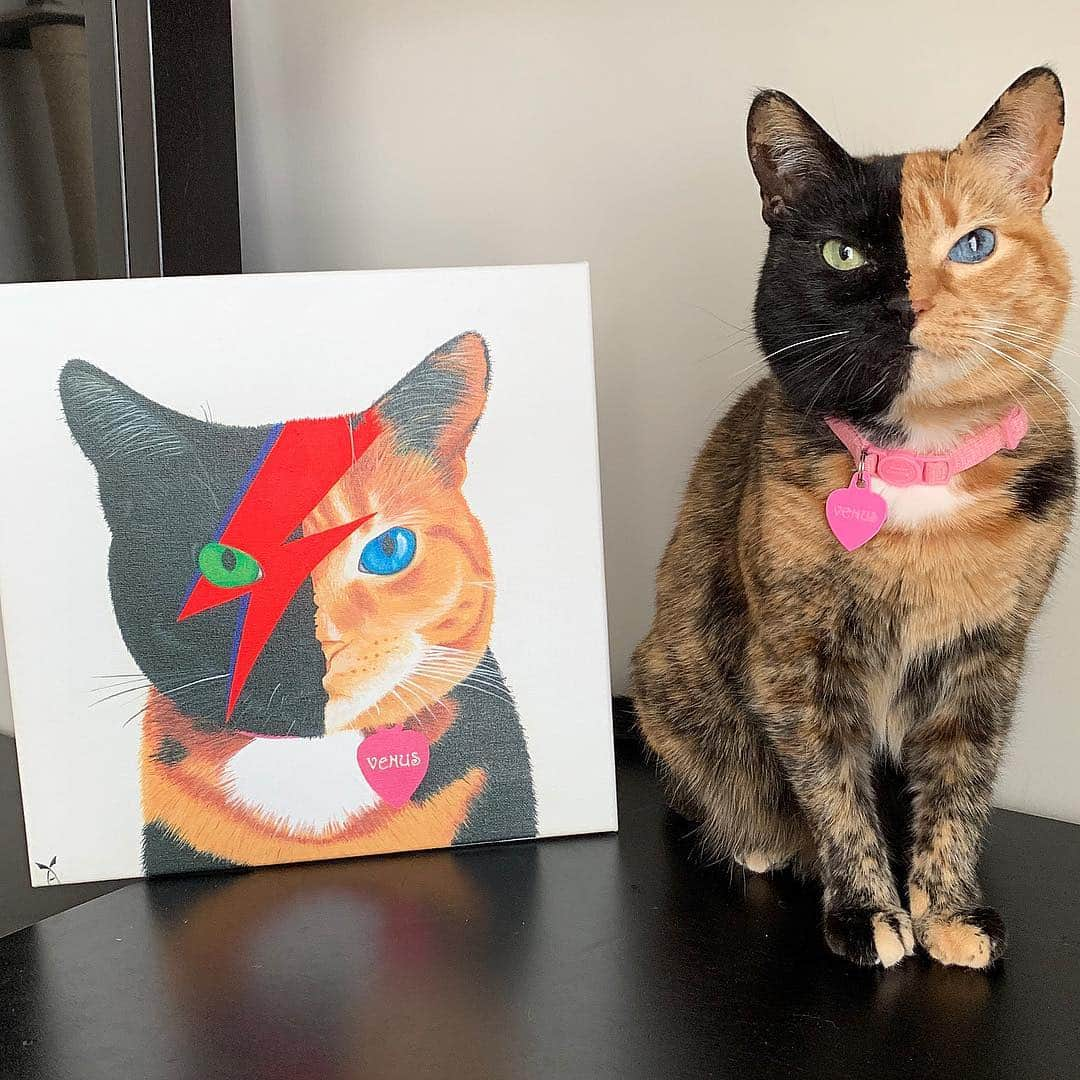 Venus Cat さんのインスタグラム写真 - (Venus Cat Instagram)「We ❤️ fan art!! This amazing painting is by @maxvonsanchez who sent us this David Bowie inspired painting which will be added to our dedicated fan art wall in our home (it’s a work in progress but we’ll share once the wall is done). 🏠  Follow @maxvonsanchez  to see more of his work and let him know if you’d like to have him do a painting for you. 🎨 🖌 Thank you Max!  If you have made fan art you want us to see please let us know by tagging this page and using #venusfanart . We choose features at random and will try to at least do a story shout out for all.😺 Have a great day everyone! 😺🐾 #venusfanart #painting #canvas #art #catart #bowie #davidbowie」3月16日 5時54分 - venustwofacecat