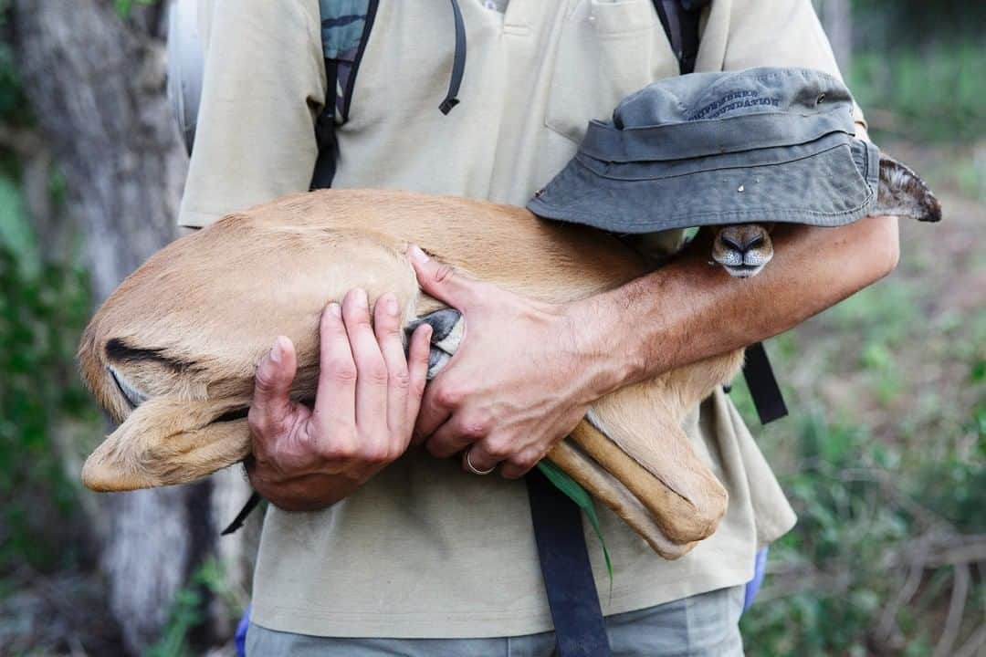 ナショナルジオグラフィックさんのインスタグラム写真 - (ナショナルジオグラフィックInstagram)「Photo by @jasperdoest | Kevin Penderis holds a weakened impala. Kevin, a naturalist guide, placed his hat carefully over the impala’s head to avoid too much stress. We found the animal during a long hike through a community-owned reserve in South Africa. In an area surrounded by fences, with no large predators present, a weakened impala like this would suffer for a long time. Although Kevin knew it would be controversial to interfere, as this wasn't allowed according to the park regulations, he followed his heart and brought the animal to a local vet.  Kevin's action made me realize that empathy is the starting point for creating a community and taking action. It's the driving force for creating change. Follow @jasperdoest for more images of the wonders of nature and the human-wildlife relationship. #wildlife #conservation #africa #empathy」3月16日 6時03分 - natgeo