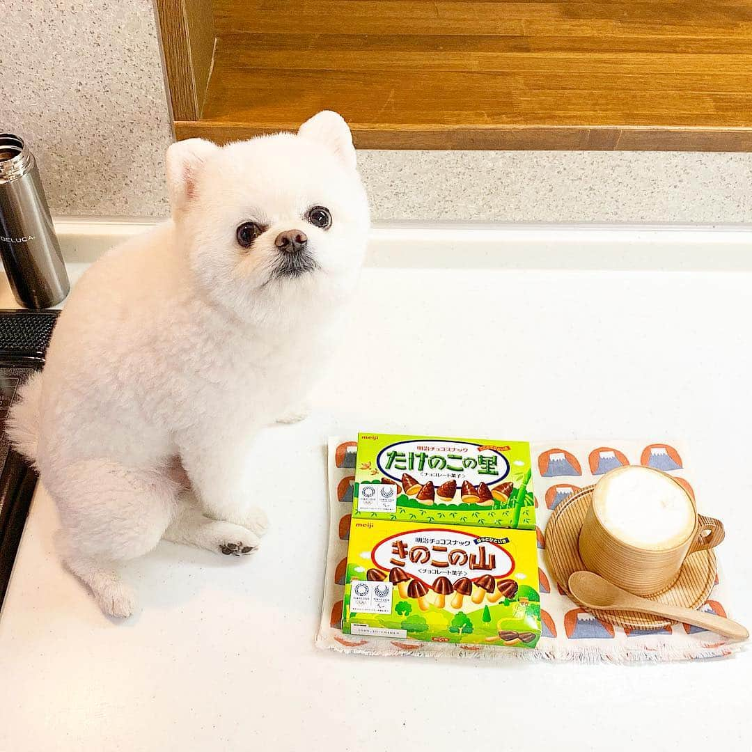 ニコちゃんさんのインスタグラム写真 - (ニコちゃんInstagram)「HEYらっちゃい❣️先日のポ茶は、たけのこの里ときのこの山とおうちラテやっほい🎍🍄☕️🐶✨ #先日のポ茶 #本日のポ茶 #ポ茶 #ポcafe #cafe #たけのこの里 #きのこの山 #meiji #おうちラテ #ポメリズム #ポメラニアン #白ポメ #pomeranian」3月16日 15時45分 - nico_susukita