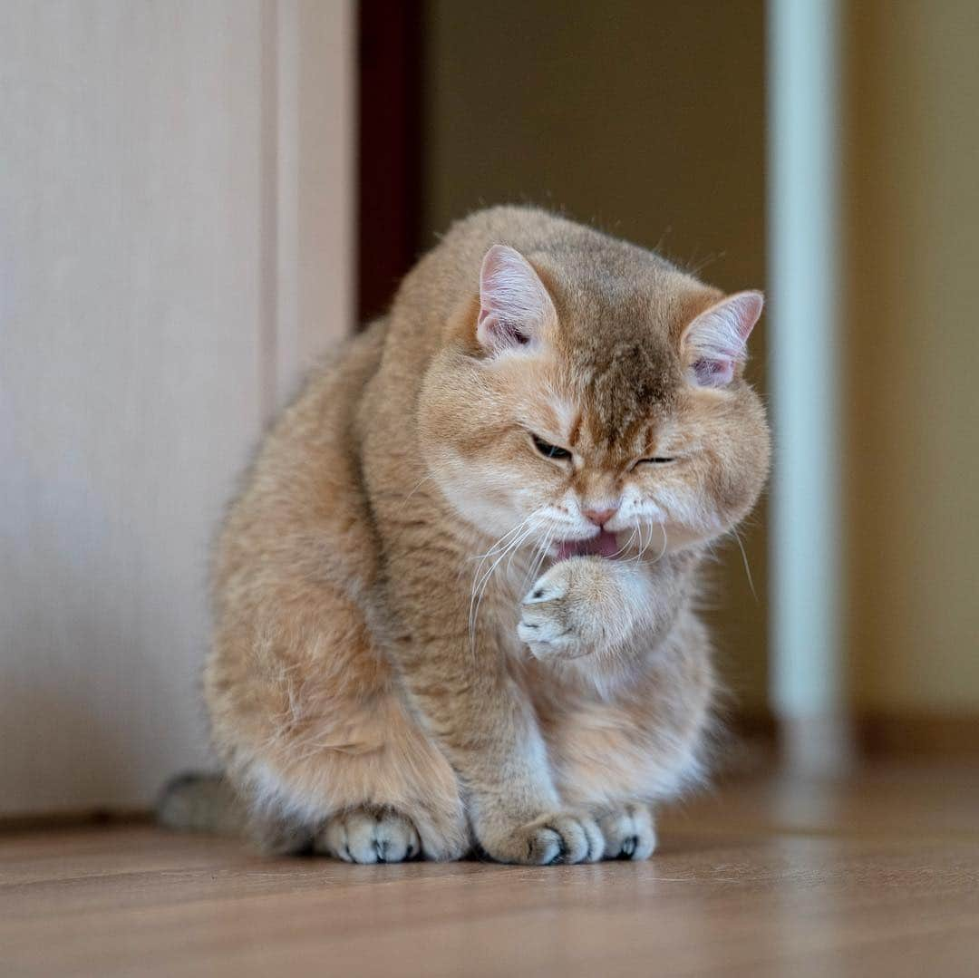 Hosicoさんのインスタグラム写真 - (HosicoInstagram)「Happy Hosiday! 🏄🏻‍♀️」3月16日 16時00分 - hosico_cat