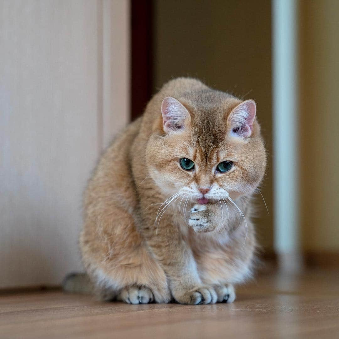 Hosicoさんのインスタグラム写真 - (HosicoInstagram)「Happy Hosiday! 🏄🏻‍♀️」3月16日 16時00分 - hosico_cat