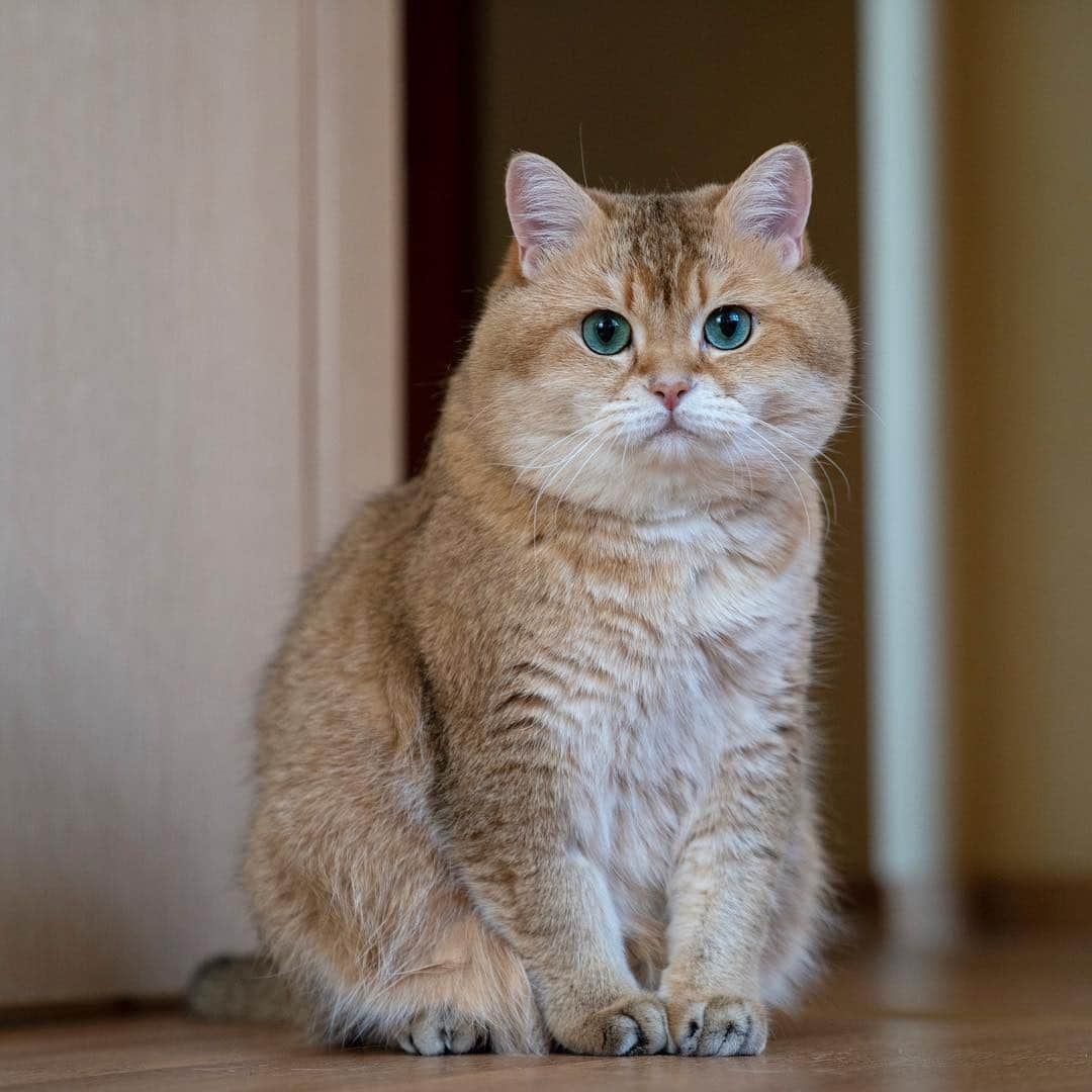 Hosicoさんのインスタグラム写真 - (HosicoInstagram)「Happy Hosiday! 🏄🏻‍♀️」3月16日 16時00分 - hosico_cat