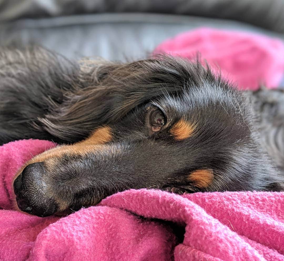 TAKAのインスタグラム：「久日にバスター♪ 休みの日にこういう風にまったりしてる犬を見ると癒やされる。ヤバみ。 . . . #pixel3 #pixel3photography #teampixel #shotonpixel3 #googlepixel3 #shotonpixel #nofilter #nogimmicks #noedit  #dog #dachshund #dogsofinstagram #puppy #ダックスフント #ダックスフンド #ダックス #犬 #dachshund_world」