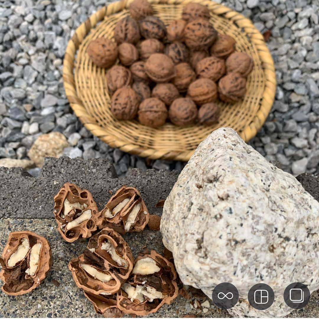 のインスタグラム：「おやつにクルミ。 小さい頃、よくこうやって石で割って つまようじで食べてたよ☺️ 自然のおやつ。 これぞローフード、RAWのナッツだね . 殻つきのクルミを非常食用にも常備。 . . #くるみ #ローフード #rawfood」