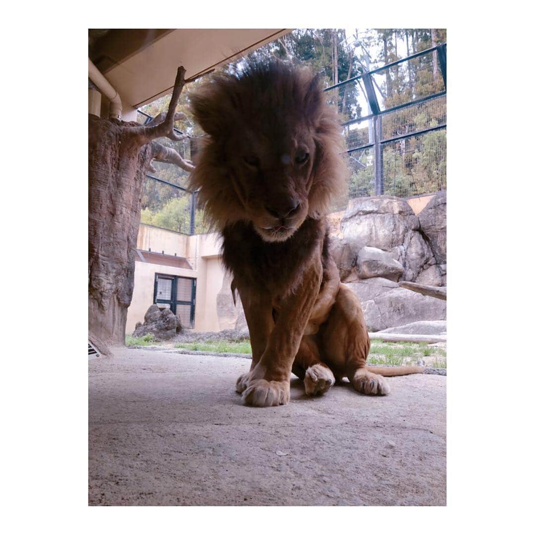 實石あづささんのインスタグラム写真 - (實石あづさInstagram)「. 子どもと一緒に動物園🦁 私が幼い頃、というか 静岡市近郊の幼稚園や小学校に 通っていたら ここはみんな必ず遠足で 訪れている気がする🤔 . 動物たちと意外と距離が近くて 私の方が テンション上がってたかも🤩 . #zoo #動物園 #日本平動物園  #日本平 #静岡市 #静岡 #shizuoka #weekend #おでかけ  #家族時間 #遠足の定番 #ふれあい動物園」3月16日 16時57分 - azusa_jitsuishi