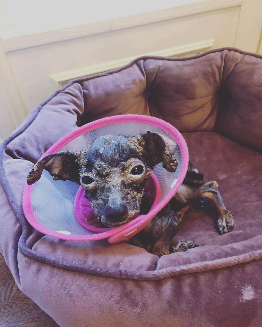 ゾージア・マメットさんのインスタグラム写真 - (ゾージア・マメットInstagram)「CUCUMBER UPDATE!!! Miss crispy crunchity is doing great! She is settling into her lovely foster home w/ @carynrosenstein She is taking prednisone, atopica, optimume for her eyes, getting medi baths every other day, and eating a super special diet. So far so good! The crunchies are starting to go away and she’s even having a little bit of hair growth! Thank you again to everyone who helped with her care. She’s still got a long way to go but she is on the road to recovery! Go cucumber go!!! 🥒💛 @apurposefulrescue」3月16日 8時11分 - zosiamamet