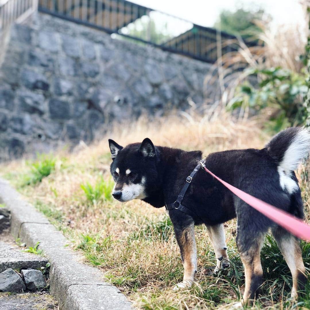 小川博永さんのインスタグラム写真 - (小川博永Instagram)「ウグイスが鳴いてる。  #今朝まる #ししまる #dog #dogs #柴犬 #黒柴」3月16日 8時12分 - ogawahironaga