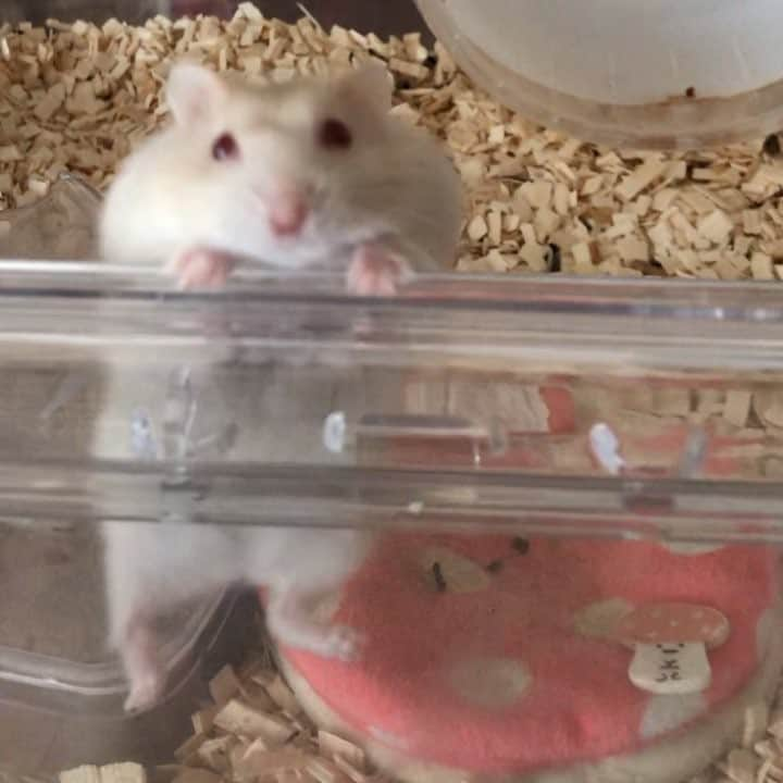 hamster_mocoのインスタグラム