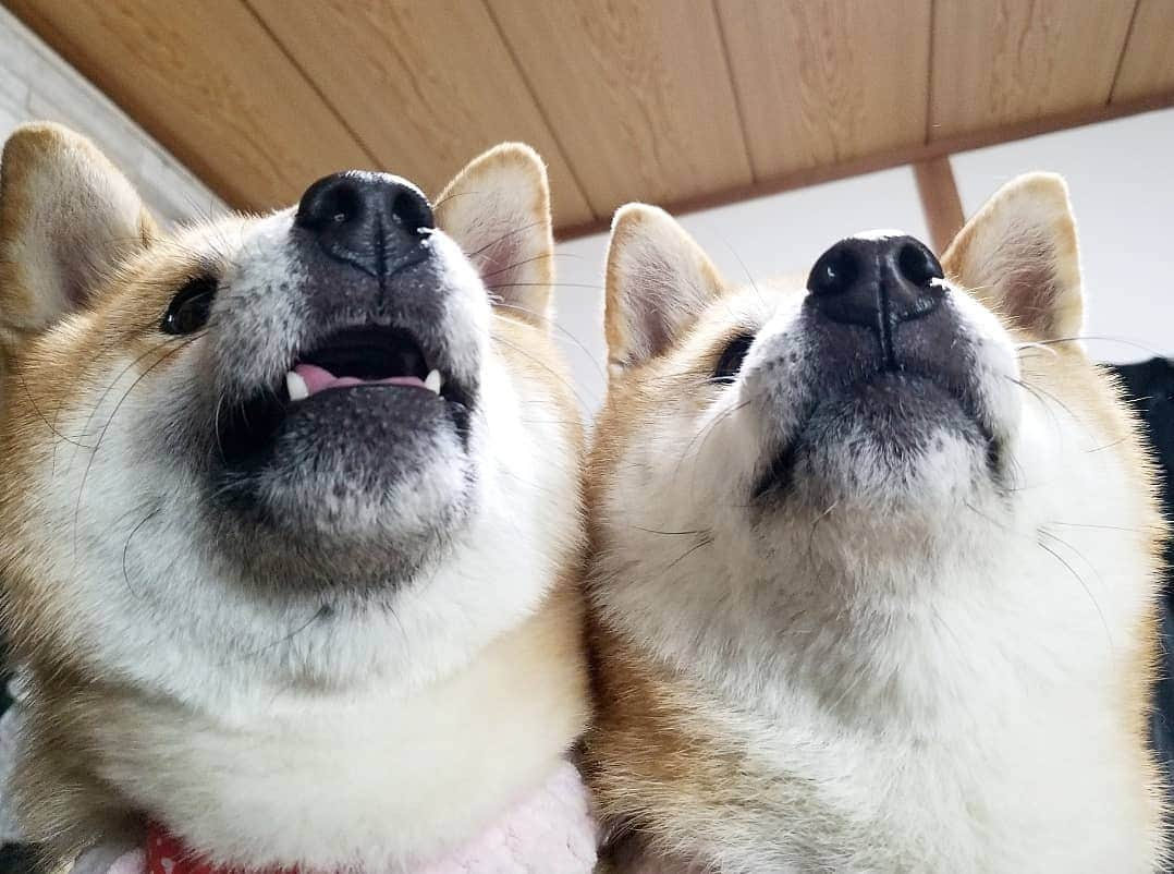 柴犬たま Shibainu Tamaさんのインスタグラム写真 - (柴犬たま Shibainu TamaInstagram)「あご黒ファミリー😁👌 * Caption trans🇬🇧 They have black jaws😁👌 * #柴犬たま #たママ #たま家族 #柴犬ミケ #あご黒 #親子シンクロ #似た者親子 #仲良し親子 #残像 #柴犬 #shiba #shibainu #shibastagram #犬 #dog #多頭飼い」3月16日 8時57分 - tama7653