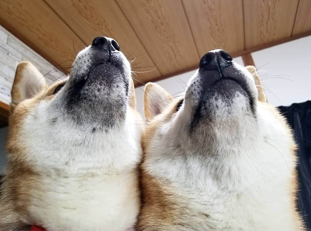 柴犬たま Shibainu Tamaさんのインスタグラム写真 - (柴犬たま Shibainu TamaInstagram)「あご黒ファミリー😁👌 * Caption trans🇬🇧 They have black jaws😁👌 * #柴犬たま #たママ #たま家族 #柴犬ミケ #あご黒 #親子シンクロ #似た者親子 #仲良し親子 #残像 #柴犬 #shiba #shibainu #shibastagram #犬 #dog #多頭飼い」3月16日 8時57分 - tama7653