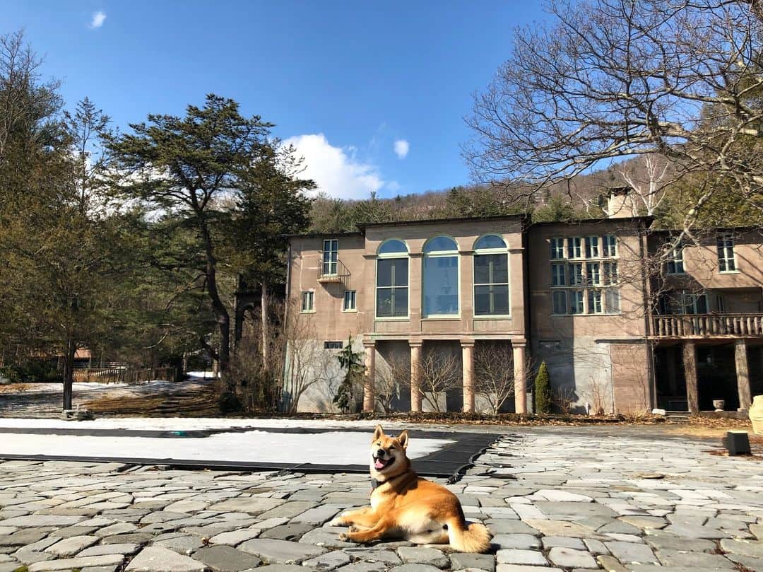 稲木ジョージのインスタグラム：「Junko enjoying the spring sun☀️ 🐕」