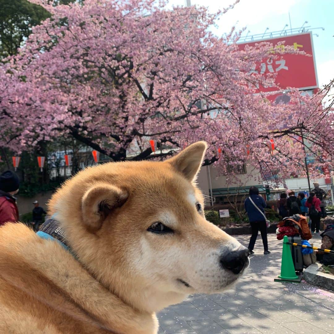 まる（まるたろう）さんのインスタグラム写真 - (まる（まるたろう）Instagram)「Sakura blooming!✨🌸🐶🌸✨上野公園の入り口でサクラ咲いてるよ〜 #桜並木は来週以降かな #桜パトロール #みんなサクラパトロールしてね #まるが大きいんじゃないよ #完全に遠近法」3月16日 9時37分 - marutaro