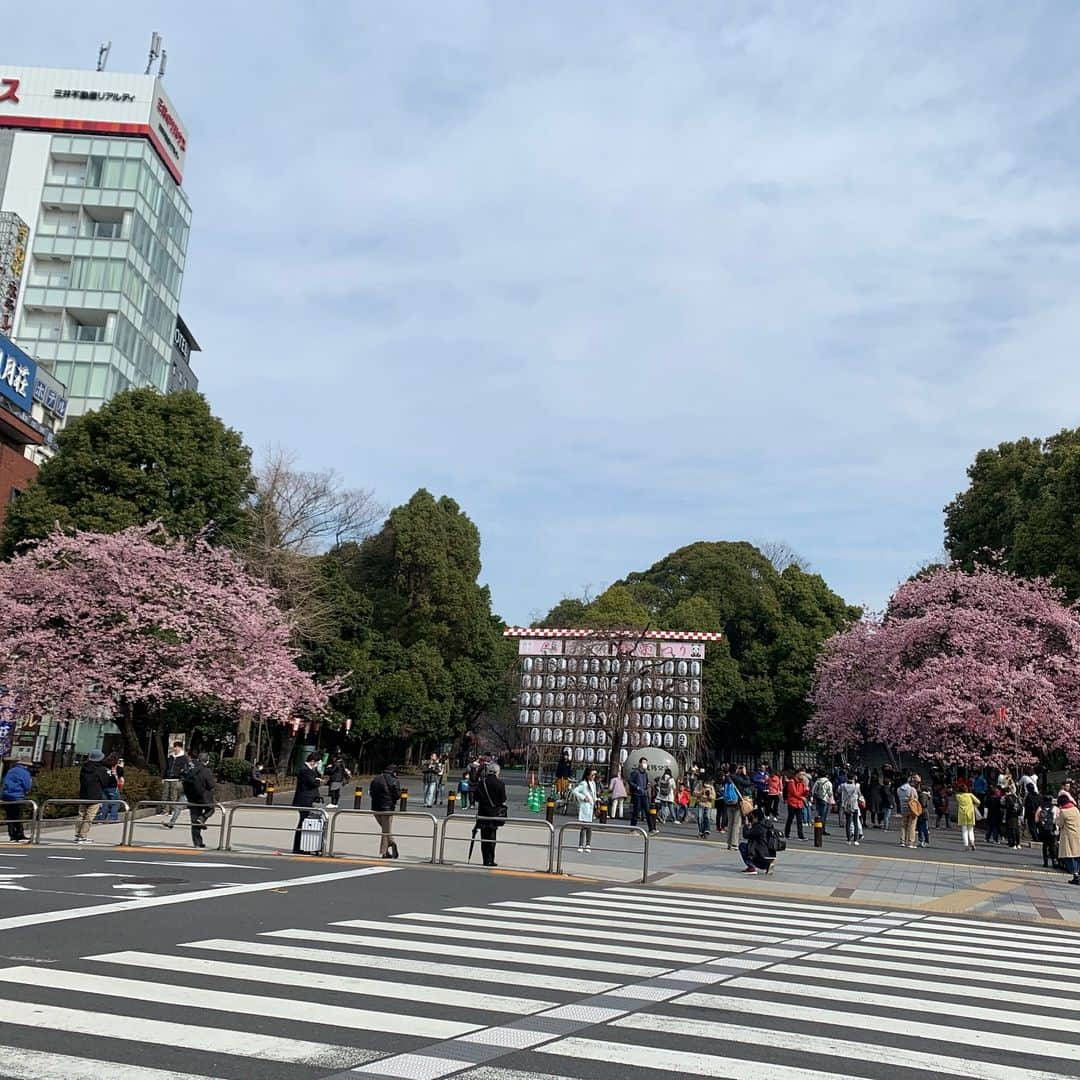 まる（まるたろう）さんのインスタグラム写真 - (まる（まるたろう）Instagram)「Sakura blooming!✨🌸🐶🌸✨上野公園の入り口でサクラ咲いてるよ〜 #桜並木は来週以降かな #桜パトロール #みんなサクラパトロールしてね #まるが大きいんじゃないよ #完全に遠近法」3月16日 9時37分 - marutaro