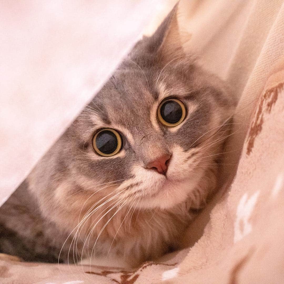 のインスタグラム：「メイちゃん🐱お客様の猫さん紹介です🐈#北海道 #旭川市 #ペットシッター」