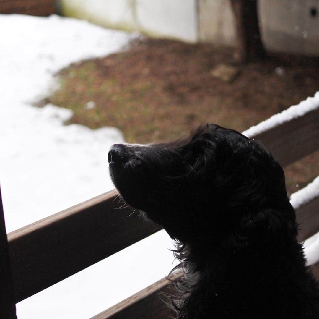 ともさんのインスタグラム写真 - (ともInstagram)「久しぶりに雪が積もった札幌です☃️ * 初雪のように新鮮❤️ 雪かきをしなくても溶けるだろうって思える、この時期の雪は好きです(*´╰╯`๓) * #イングリッシュコッカースパニエル #ルッちん2歳 #オットセイっぽい #englishcockerspaniel #sapporo #hokkaido #japan」3月16日 10時11分 - tomowithdog