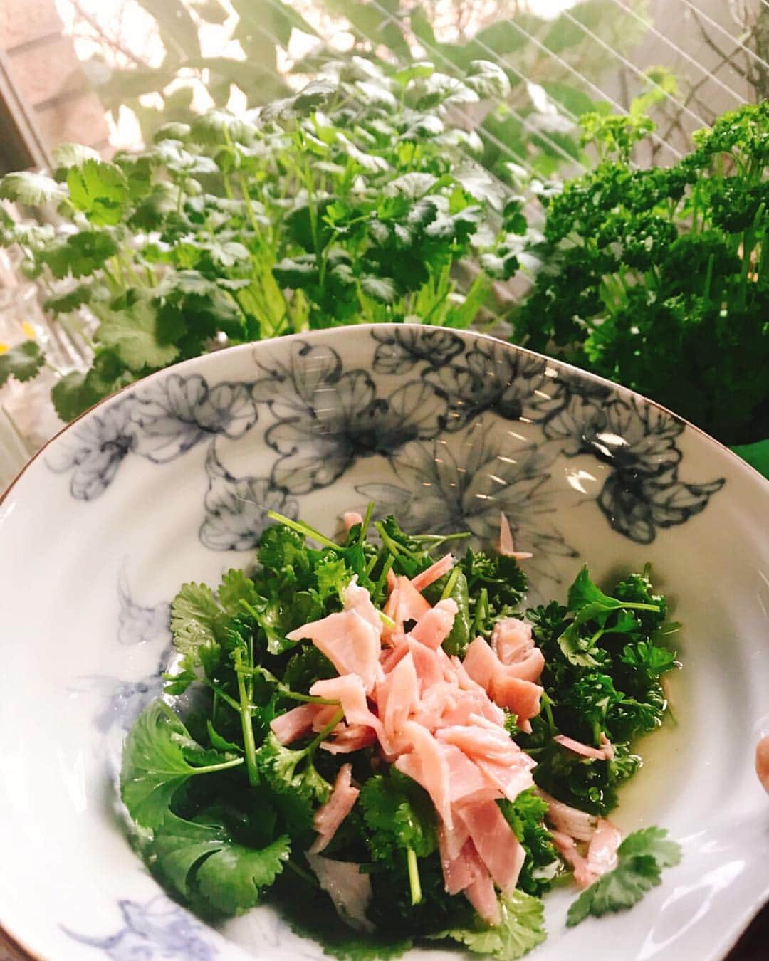 キャシー中島さんのインスタグラム写真 - (キャシー中島Instagram)「* おはようございます😃 今朝はキッチンファームの #コリアンダー と#パセリ のサラダを作りました。 ドレッシングは、 えごま油とお酢、塩、コショウと屋上で取れたレモンをよーーく混ぜて作りました。 勝野パパが喜んでくれましたよ😺」3月16日 10時05分 - official_kathynakajima