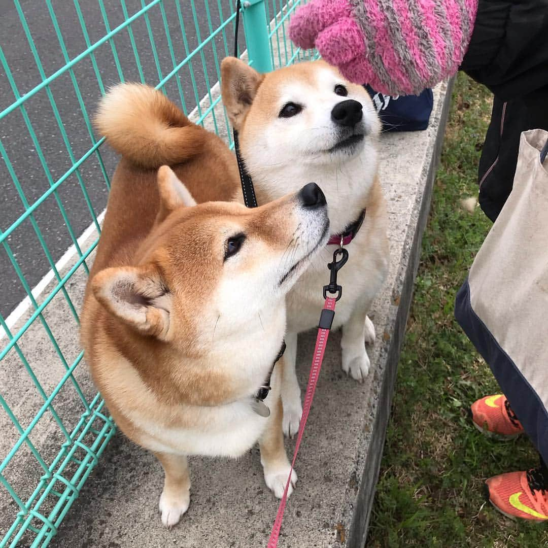 柴犬のモモさんのインスタグラム写真 - (柴犬のモモInstagram)「おはようございます。お友達ワンコのママさんからおやつ〜 #いぬ #イヌ #犬 #柴犬 #赤柴 #日本犬 #犬バカ部 #ふわもこ部 #いぬら部 #癒しわんこ #柴犬マニア #犬のいる暮らし #口角キュキュッと部 #shiba #shibainu #shibadog #dogstagram #dogsofinstagram #shibastagram #shibasofinstagram #shibamania #inu #instadog #toyota_dog」3月16日 10時23分 - shi_ba_i_nu_momo