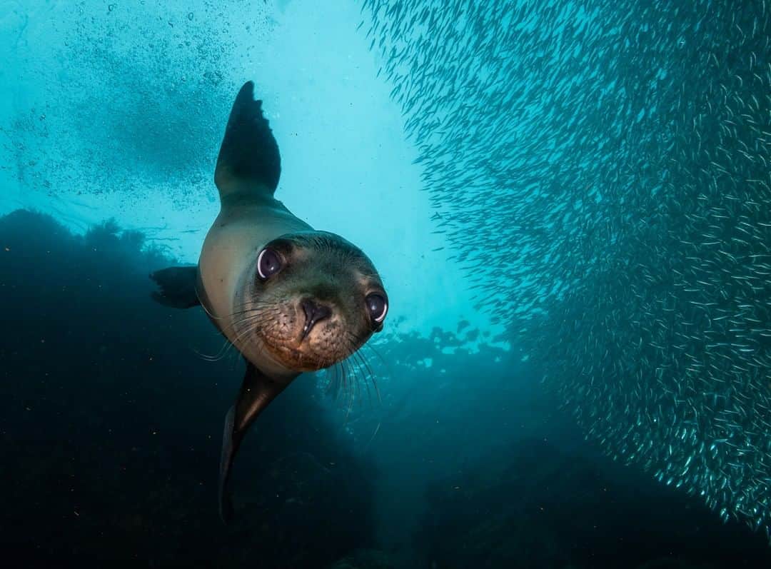 Nikon Australiaさんのインスタグラム写真 - (Nikon AustraliaInstagram)「"Los Islotes, in Mexico’s Sea of Cortes, is home to one of the world’s friendliest and interactive sea lion colonies. I had been watching this Californian sea lion pup for a couple of minutes as it played with the large school of bait fish above.  As soon as it noticed me it swam to the bottom, picked up a piece of broken coral and started to play drop the coral, pick up the coral, like a puppy with it’s stick. Then quick as a flash it just hovered above me and got its picture taken." - @wildestanimal  Camera: Nikon #D800e Lens: Nikon AF-S NIKKOR 16-35mm f/4G ED VR Settings: 16mm | f/7.1 | 1/250s | ISO 800  #MyNikonLife #Nikon #NikonAustralia #NikonTop #Photography #UnderwaterPhotography #AquaPhotography #SeaLion #WildlifePhotography」3月16日 10時30分 - nikonaustralia