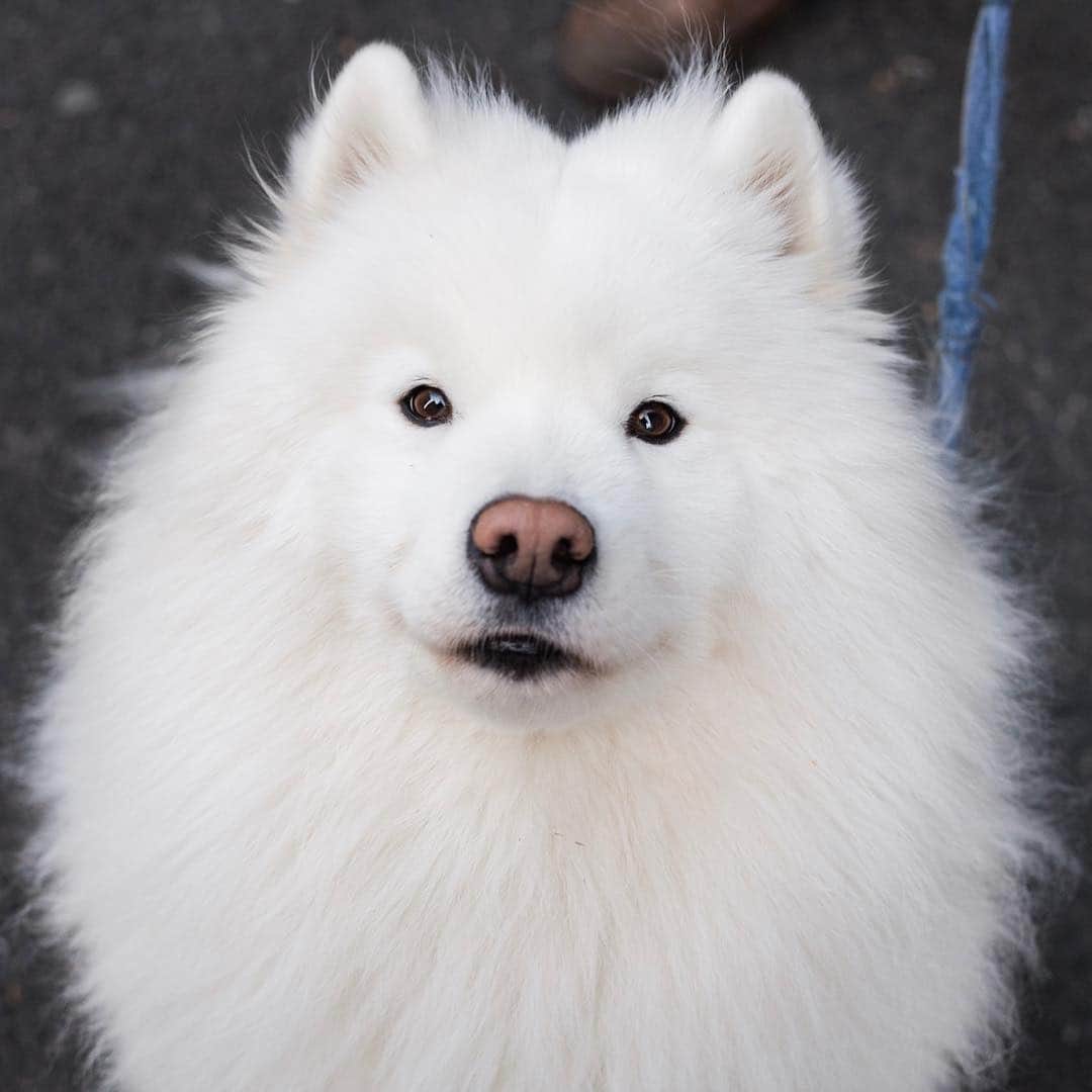 The Dogistさんのインスタグラム写真 - (The DogistInstagram)「Jasper, Samoyed (5 y/o), Jersey St., New York, NY • “His favorite thing is to walk through Bloomingdales and get pet by the girls at the makeup counter. He’s training to be an urban mushing dog.”」3月16日 10時39分 - thedogist