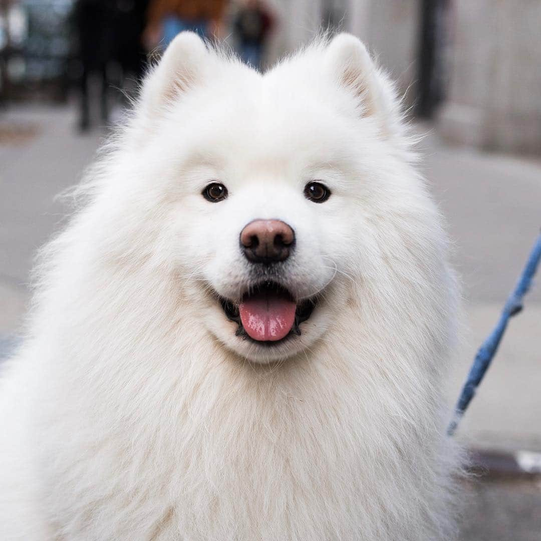 The Dogistさんのインスタグラム写真 - (The DogistInstagram)「Jasper, Samoyed (5 y/o), Jersey St., New York, NY • “His favorite thing is to walk through Bloomingdales and get pet by the girls at the makeup counter. He’s training to be an urban mushing dog.”」3月16日 10時39分 - thedogist