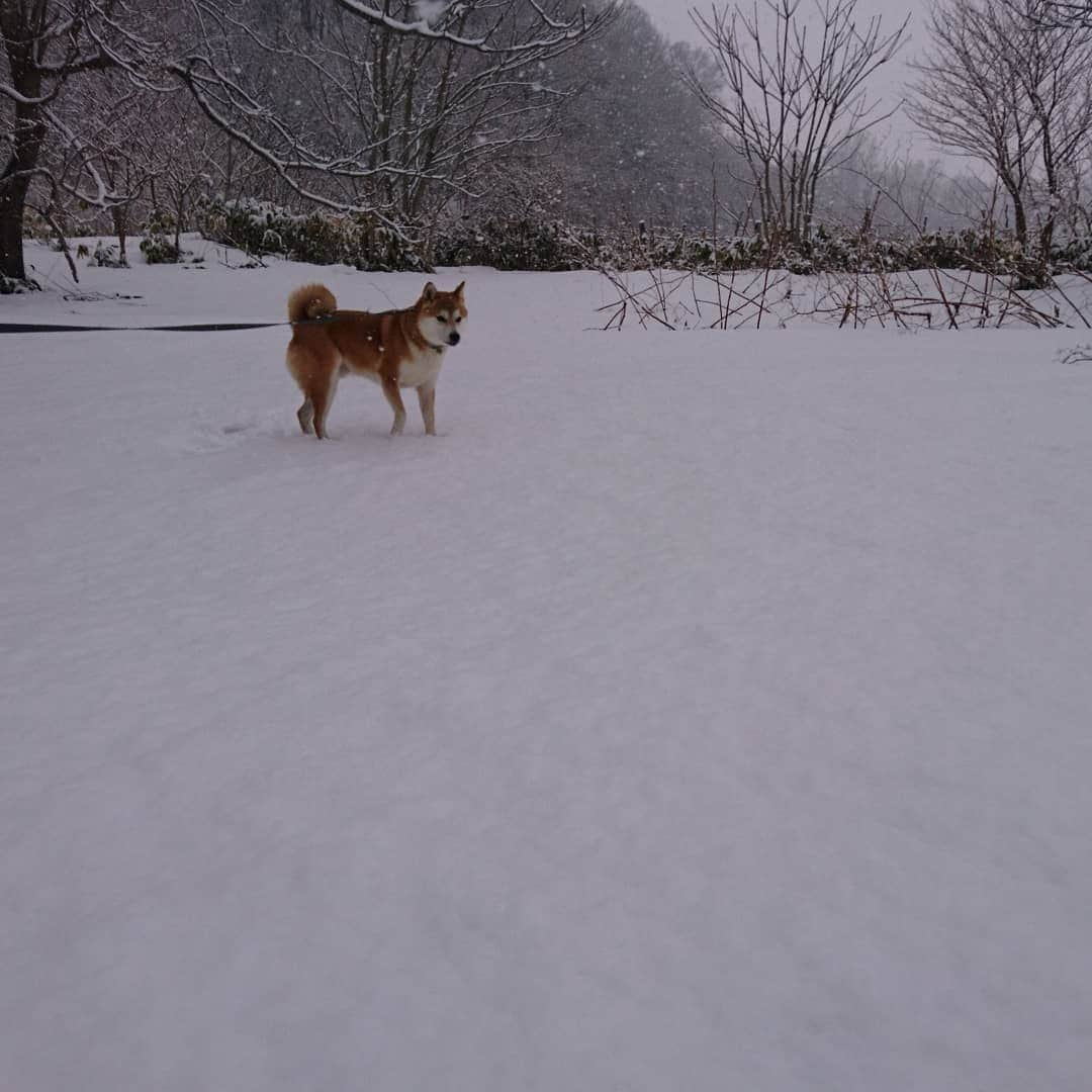 柴犬⭐️サスケさんのインスタグラム写真 - (柴犬⭐️サスケInstagram)「おはわん #柴犬#赤柴#ふわもこ部#犬ら部 #わんだフォ #🐶📷 #🐶#日本犬 #shibagram #shibastagram #shibasnap #柴北会 #2時間歩くも#💩せず#なんでやねん#雪積もった」3月16日 10時45分 - shiba20150405