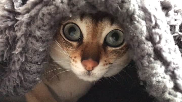 モルト♡Malt(Singapuracat)のインスタグラム：「おはにゃー * * ちょっと目こわい。笑」
