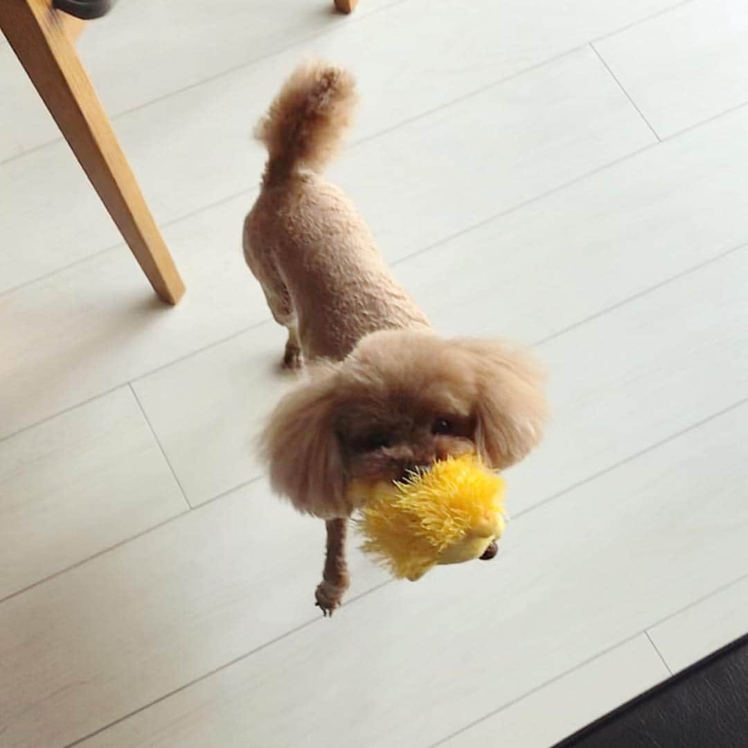 棚橋弘至さんのインスタグラム写真 - (棚橋弘至Instagram)「おはよう。ハナ。ご機嫌♪ #toypoodle」3月16日 10時57分 - hiroshi_tanahashi